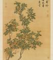 臺(tái)北故宮博物院藏 蔣廷錫字畫(huà)《桂花》中秋望月詩(shī)(圖文)