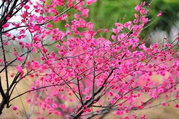 江神子/江城子 賦梅，寄余叔良