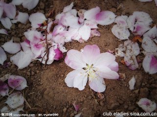 惜落花，贈崔二十四