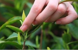 茶中雜詠。茶筍