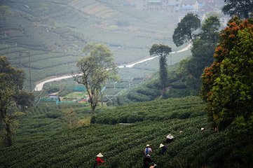 題梅塢畫推蓬梅