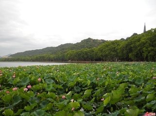 鷓鴣天（西湖）