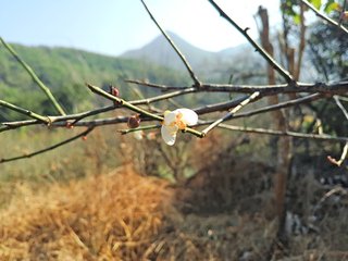 同賦梅花十二題·清晨