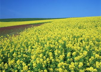 曉上天津橋閑望偶逢盧郎中張員外攜酒同傾