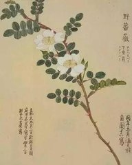 重題薔薇