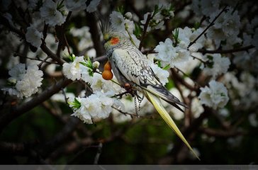 酬嚴給事（聞玉蕊花下有游仙絕句）