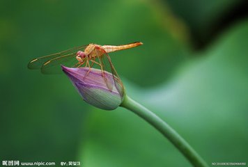 風(fēng)雨看舟前落花，戲為新句