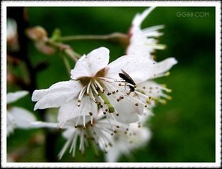 登涼州尹臺(tái)寺