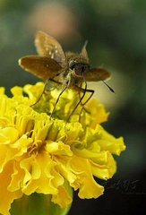 鷓鴣天·醉閱東風(fēng)百種花