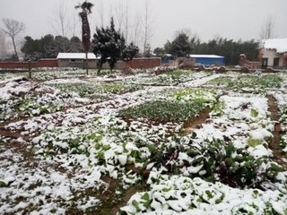 甲寅立春夜雪