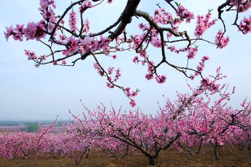 山間桃花盛開