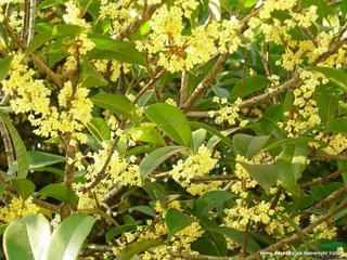 廬山中聞桂香憶游茅山時(shí)夢(mèng)中游桂花下