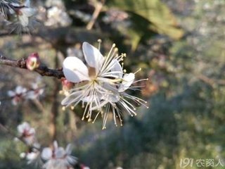 漁家傲·七月芙蓉生翠水