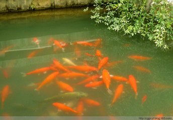 花港觀魚