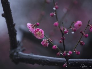 同賦梅花十二題·雨中