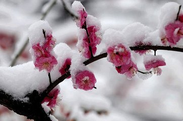 永遇樂（壽葉樞密）