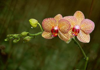 水蘭花慢 元宵感舊