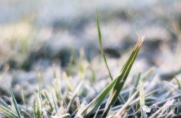 晨登樂游原，望終南積雪