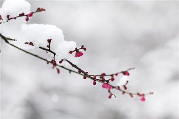 漁家傲·雪里已知春信至