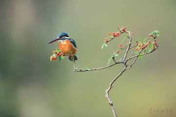 蝶戀花·面旋落花風(fēng)蕩漾