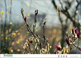 同錦州胡郎中清明日對雨西亭宴