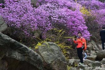 喜山石榴花開(kāi)（去年自廬山移來(lái)）