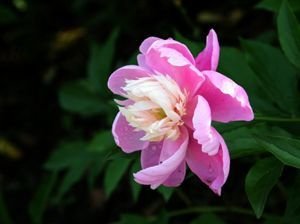 清平樂 山行見芍藥 山中芍藥五月始開，有感