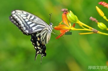 蝶戀花 戲題疏齊怡云詞后