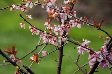 訴衷情·夜來沉醉卸妝遲