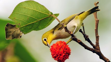 賦百舌鳥(niǎo)