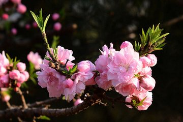 虞美人·碧桃天上栽和露