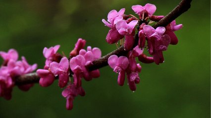 和微之詩二十三首。和雨中花