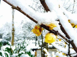 丑奴兒慢·麓翁飛翼樓觀雪