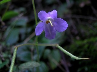 三月二十七日自撫州往南城縣舟行見(jiàn)拂水薔薇因有是作