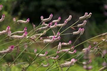 臨江仙·秋色三分繞過二