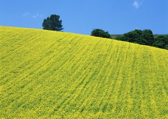 浣沙溪（南鄭席上）