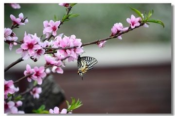 羅氏花下奉招陳侍御