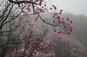 題靈隱寺紅辛夷花，戲酬光上人