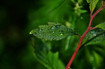 寄白石師（師無(wú)名，常居白石谷中，因?yàn)樘?hào)）