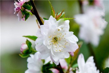 郁李甚開其花如雪以珍瓶貯之