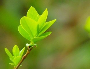 西平樂·盡日憑高目