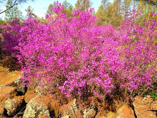 丁未正月春色已粲然露坐高風(fēng)堂北觀種花