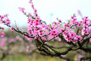 桃花流水（《龍泉十八景》之二）