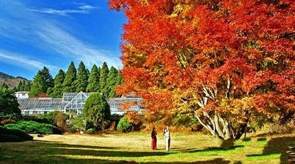 宿廬山，贈(zèng)白鶴觀劉尊師