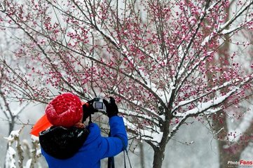 洛陽春·雪