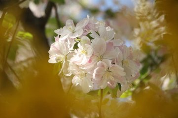 春晴暄甚游西市施家園