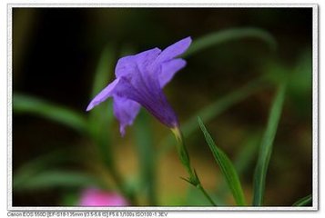 陌上花三首