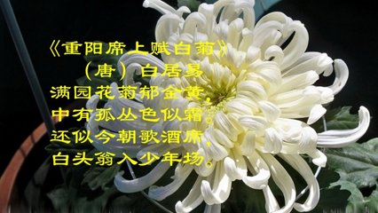 重陽(yáng)席上賦白菊