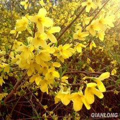 春日對(duì)花有感