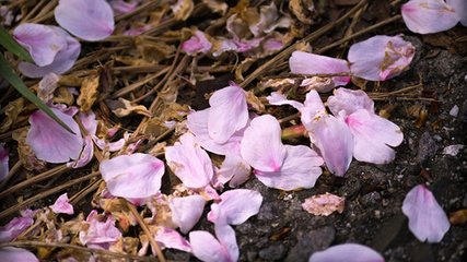 酬白樂天杏花園